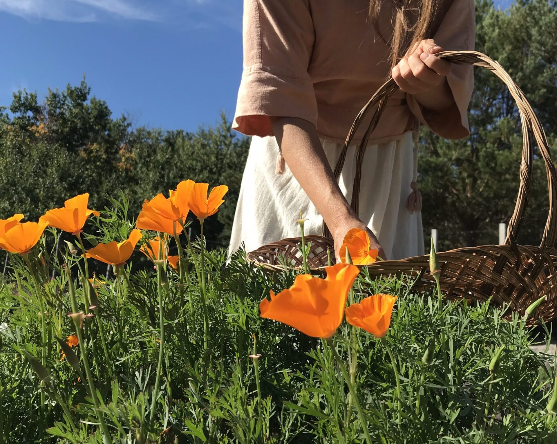 Manitoba’s First Medicinal Herb Farm